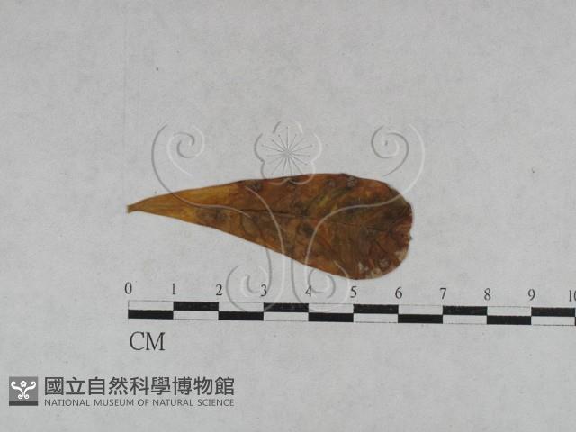 登錄號:F0027940藏品圖，第3張