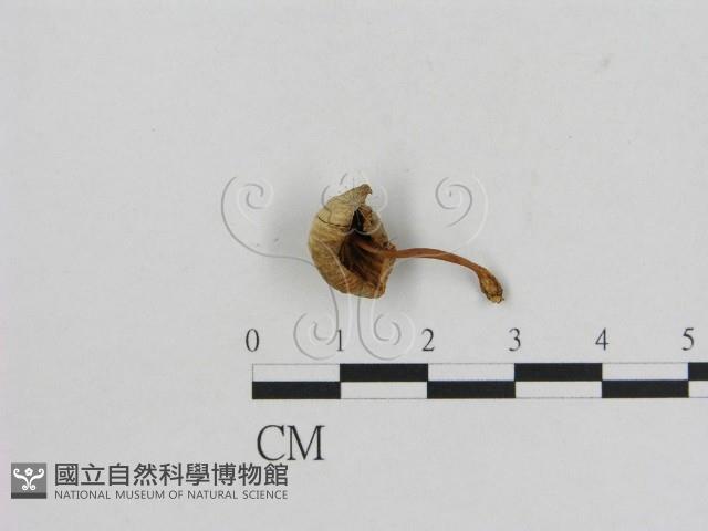 小菇屬藏品圖，第3張