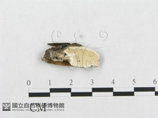 登錄號:F0019940藏品圖，第1張