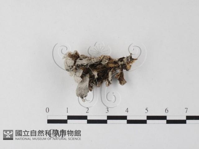 裂褶菌藏品圖，第3張