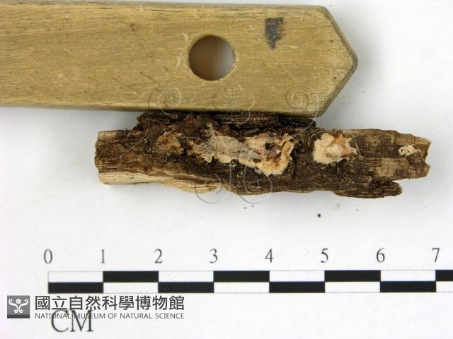 刺皮菌屬藏品圖，第3張