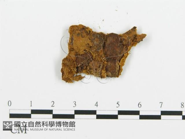 登錄號:F0013940藏品圖，第3張