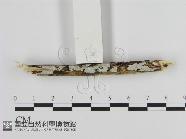 登錄號:F0008640藏品圖，第3張