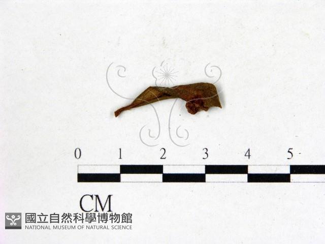 登錄號:F0020640藏品圖，第3張