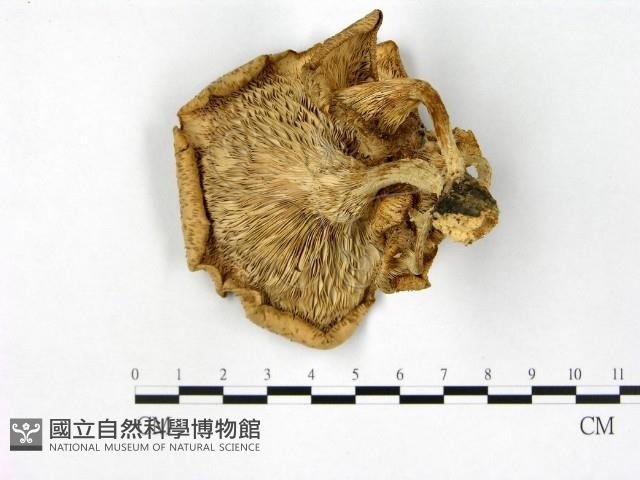 登錄號:F0000640藏品圖，第3張