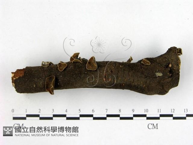 毛木耳藏品圖，第3張