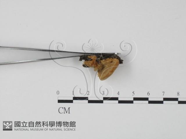 登錄號:F0006640藏品圖，第3張