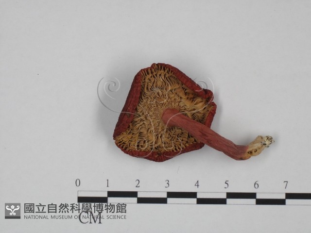 登錄號:F0024640藏品圖，第3張