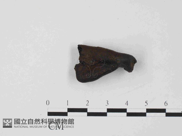 登錄號:F0014640藏品圖，第3張