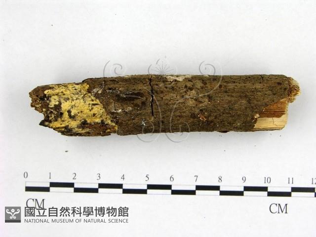 刺皮菌屬藏品圖，第3張