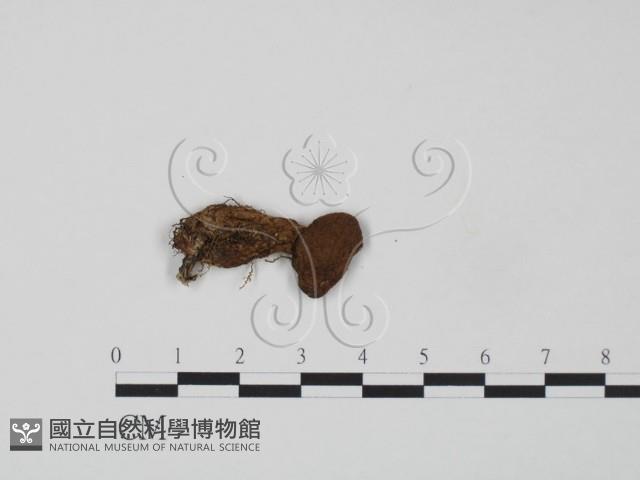 登錄號:F0002640藏品圖，第3張