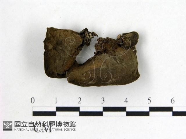 毛木耳藏品圖，第3張