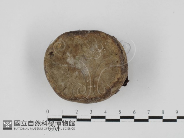 登錄號:F0027640藏品圖，第3張