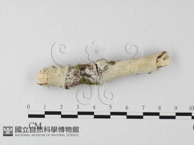 絲皮菌屬藏品圖，第3張