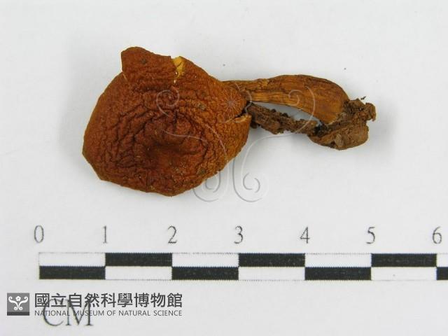 登錄號:F0005640藏品圖，第3張