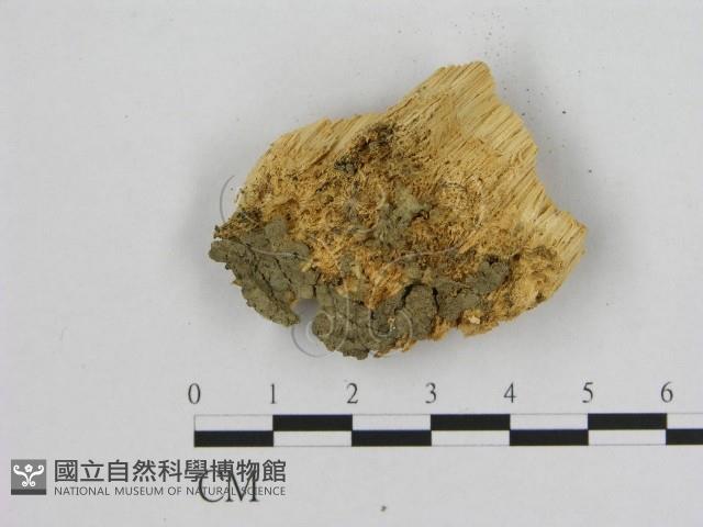 銳孔菌屬藏品圖，第3張