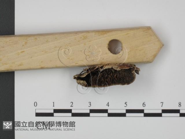 登錄號:F0009640藏品圖，第3張