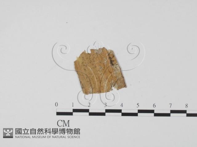 登錄號:F0019640藏品圖，第3張