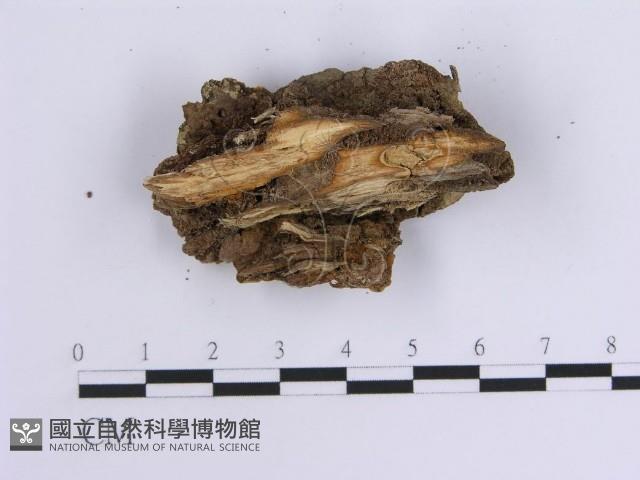 韌革菌屬藏品圖，第3張