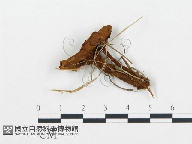 登錄號:F0013640藏品圖，第3張