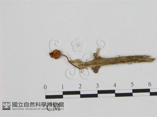 登錄號:F0008440藏品圖，第3張