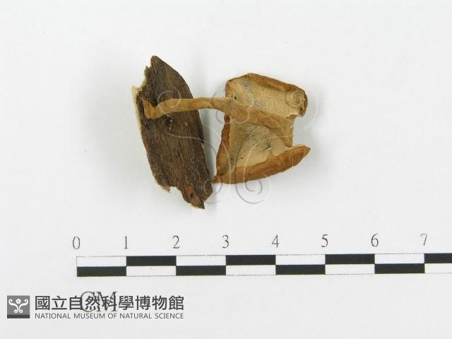 多孔菌屬藏品圖，第3張