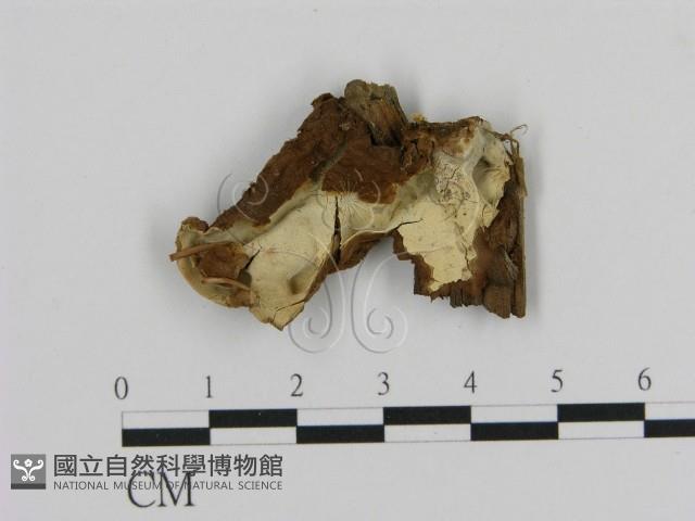 館號:F0000440藏品圖，第1張