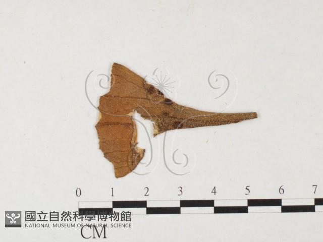 登錄號:F0026440藏品圖，第1張