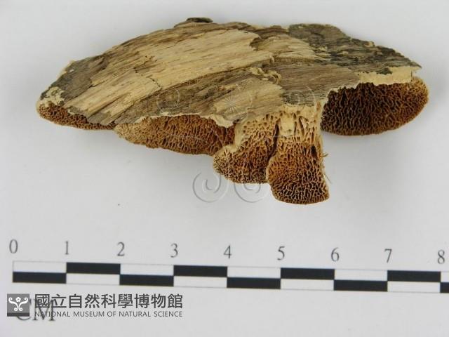 登錄號:F0006440藏品圖，第3張