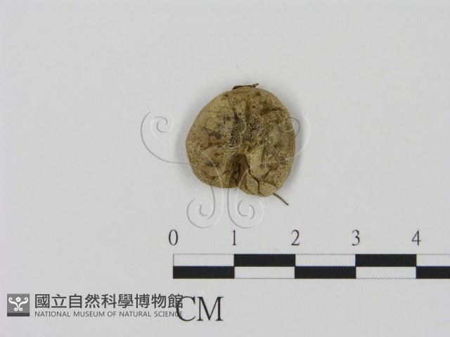 登錄號:F0016440藏品圖，第3張