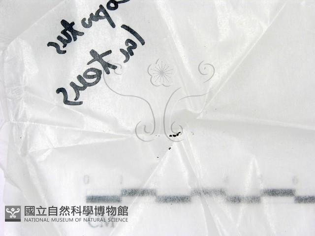 登錄號:F0021440藏品圖，第3張