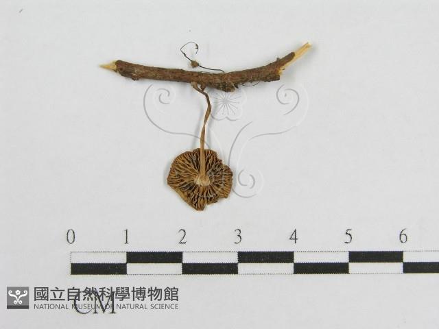 微皮傘屬藏品圖，第3張