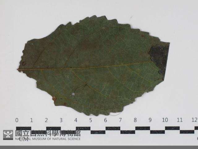 登錄號:F0034440藏品圖，第3張