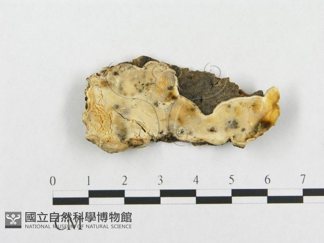 登錄號:F0017440藏品圖，第1張