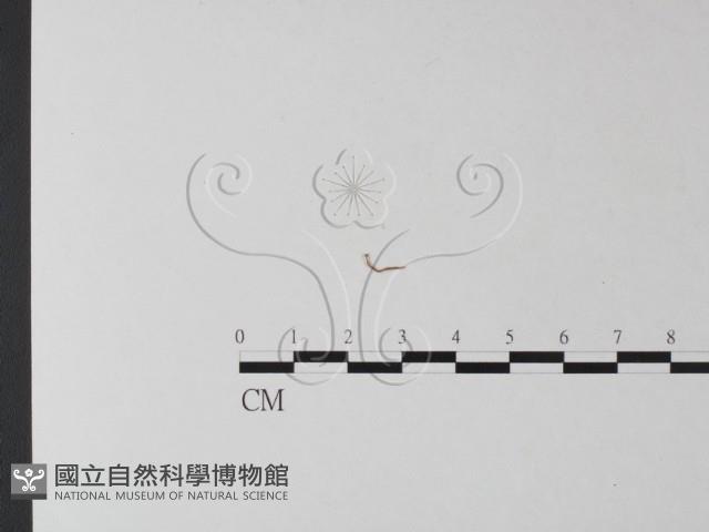 登錄號:F0025440藏品圖，第3張