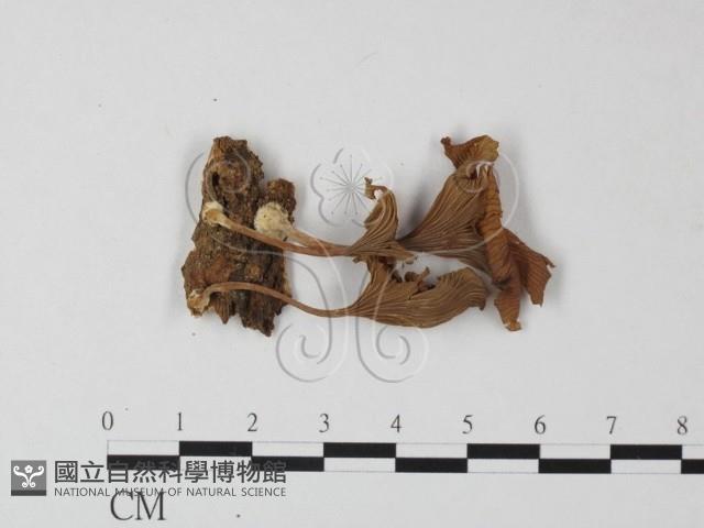 登錄號:F0005440藏品圖，第3張