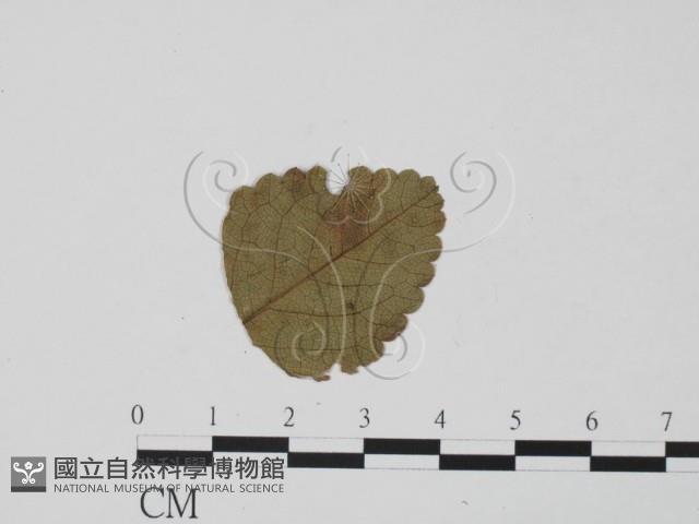 登錄號:F0019440藏品圖，第3張