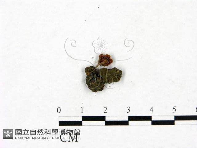 登錄號:F0023440藏品圖，第3張
