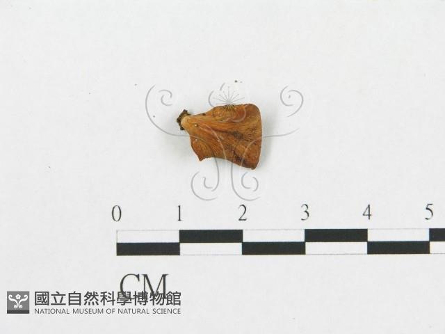 多孔菌屬藏品圖，第3張