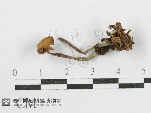 登錄號:F0010740藏品圖，第3張