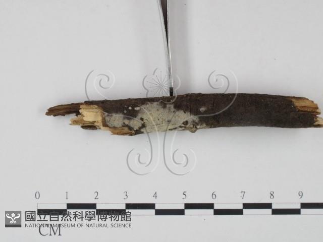剛毛絲皮菌藏品圖，第3張