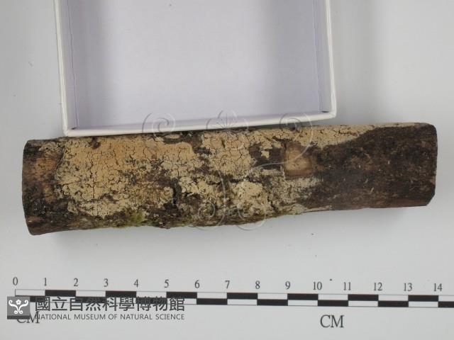 登錄號:F0024740藏品圖，第3張