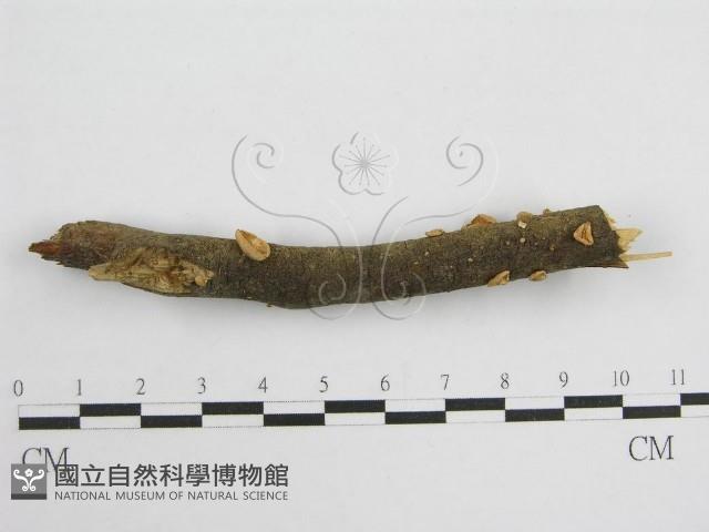 微皮傘屬藏品圖，第3張