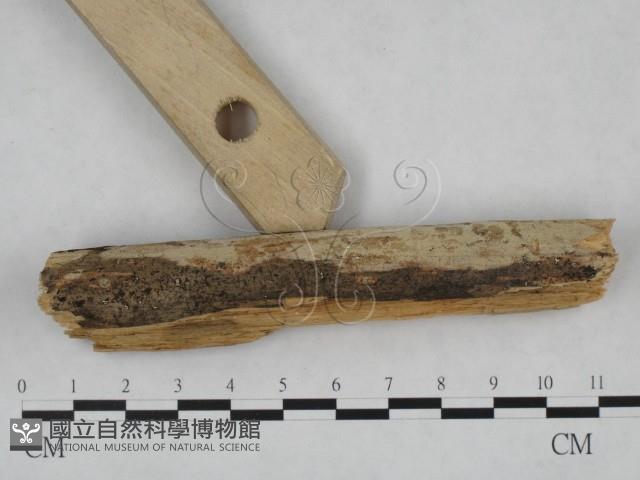 絲皮菌屬藏品圖，第3張