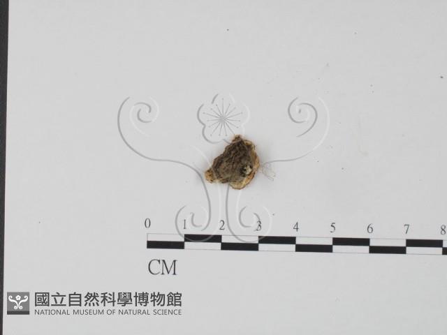 韌革菌屬藏品圖，第3張