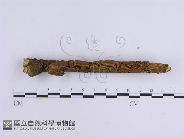 韌革菌屬藏品圖，第3張