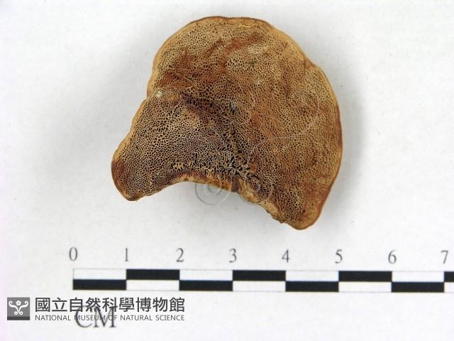 登錄號:F0015740藏品圖，第3張