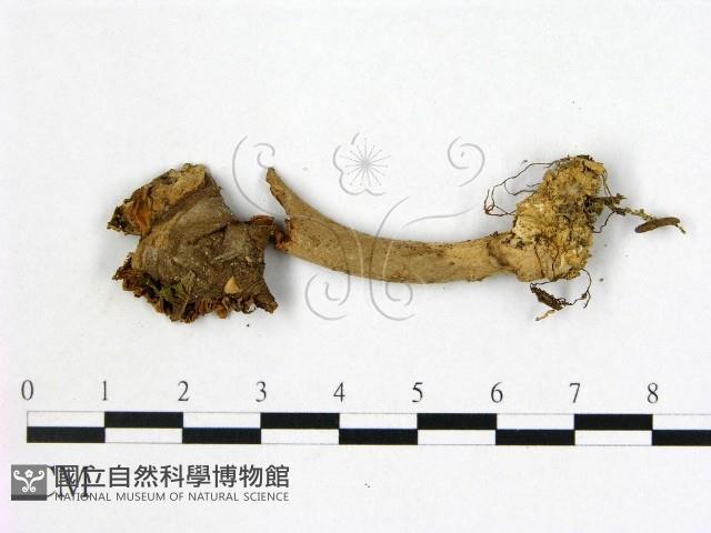 登錄號:F0009740藏品圖，第3張