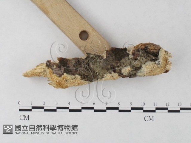 絲齒菌屬藏品圖，第3張