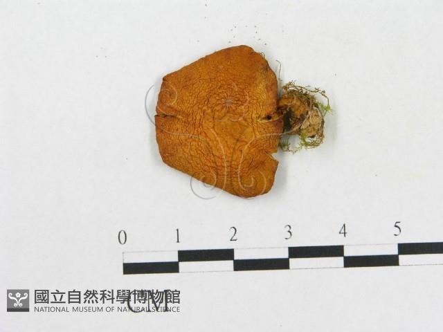 登錄號:F0003740藏品圖，第3張